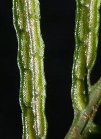 Netted Chain Fern