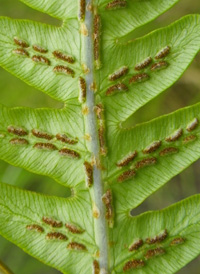 Virginia Chain Fern