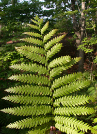 Virginia Chain Fern