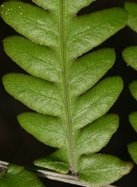 Virginia Chain Fern