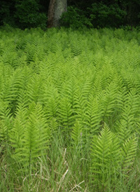 Virginia Chain Fern