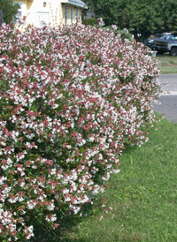 Hybrid Abelia