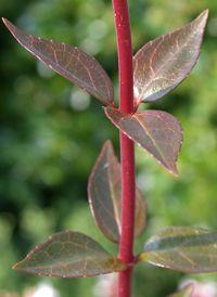 Hybrid Abelia