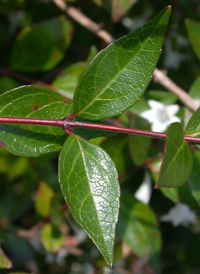 Hybrid Abelia