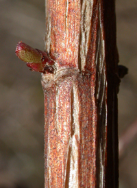 Hybrid Abelia