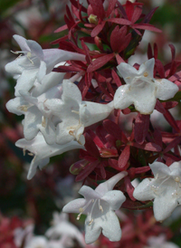 Hybrid Abelia