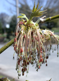 Box-elder