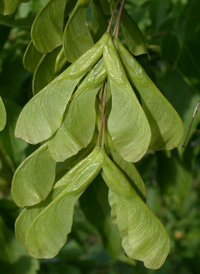 Box-elder