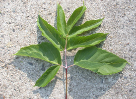 Box-elder