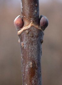 Box-elder