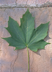 Norway Maple