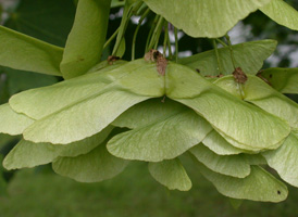 Norway Maple