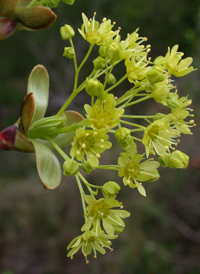 Norway Maple