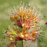 Red Maple Red Maple