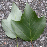 Red Maple Red Maple