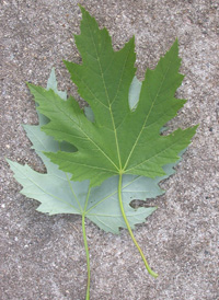 Silver Maple