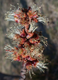 Silver Maple