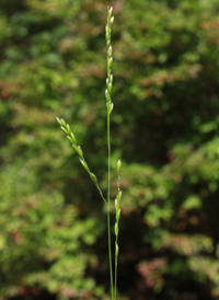 Blue Maidencane