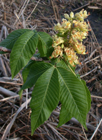 Ohio Buckeye