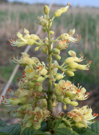 Ohio Buckeye