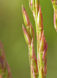 Creeping Bent