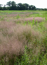 Creeping Bent