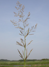 Creeping Bent