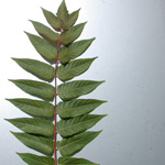 Tree-of-heaven Tree-of-heaven