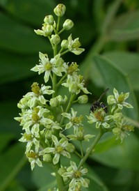 Tree-of-heaven