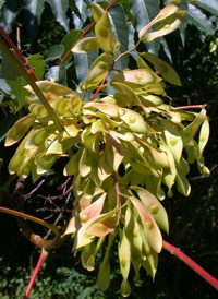 Tree-of-heaven