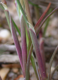 Silver Hair-grass