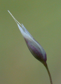 Silver Hair-grass