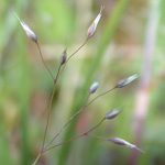 Silver Hair-grass