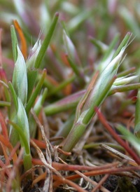 Early Hair-grass