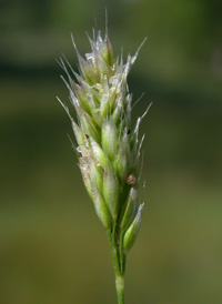 Early Hair-grass