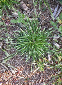 Early Hair-grass