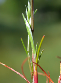 Early Hair-grass