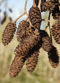 European Alder