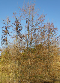 European Alder