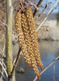 European Alder