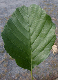 European Alder