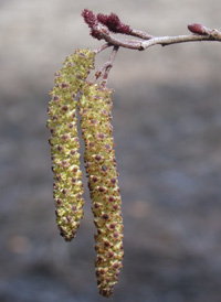 Hazel Alder