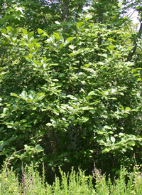 Hazel Alder