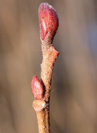 Hazel Alder