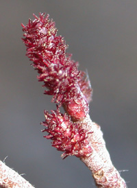 Hazel Alder