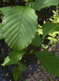 Hazel Alder