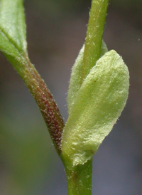 Hazel Alder