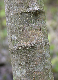 Hazel Alder