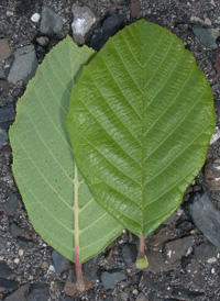 Hazel Alder