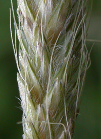 Slender Foxtail